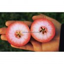 Apfel Baya® Franconia