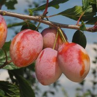 Aprikosen und -ersatz