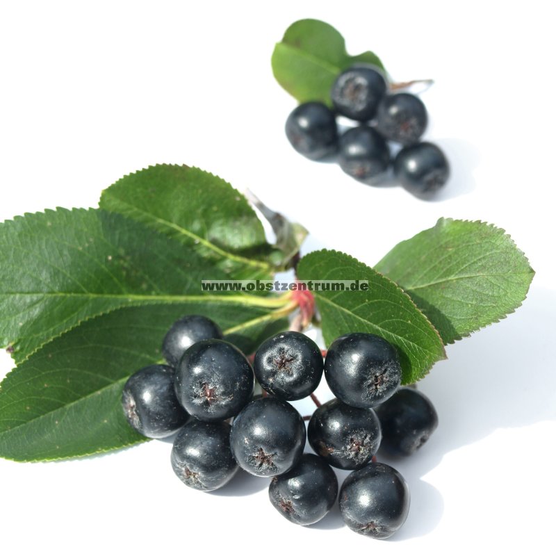 Schwarze Apfelbeere 'Nero' große Beeren / BayOZ