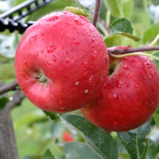 Apfel Nela (Sommerapfel)