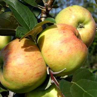 Apfel Roter Gravensteiner (Liebhabersorte)