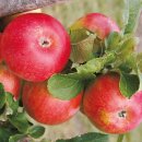 Apfel Rote Alkmene 