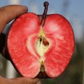 Apfelbaum Baya® Marisa (Apfel für Allergiker)