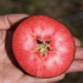 Apfelbaum Baya® Marisa (Apfel für Allergiker)