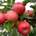 Apfel Roter Berlepsch (Wintersorte)