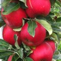 Apfel Boscolina (Säulenapfel)