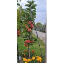 Apfelbaum La Torre (Säulenapfel)