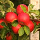Apfel Gräfin Goldach® (allergikerfreundlich)