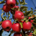Apfelbaum Gräfin Goldach® (Apfel für Allergiker)