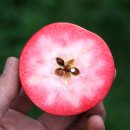Apfelbaum Baya® Franconia
