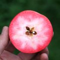 Apfelbaum Baya® Franconia