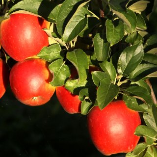 Apfel Winterzauber