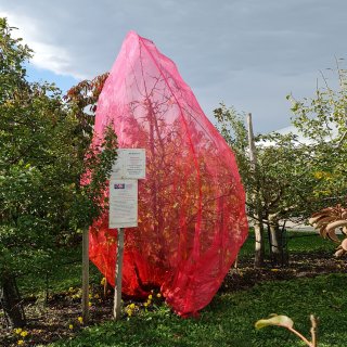 Obstbaumnetz für Steinobst (pink)