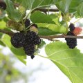 Maulbeerbaum schwarz