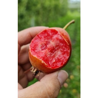 Birnbaum Rote Rose