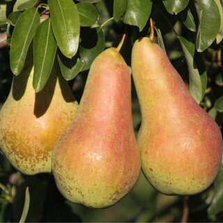 Birnbaum Venus®