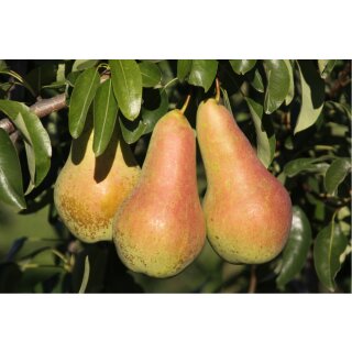 Birnbaum Venus®