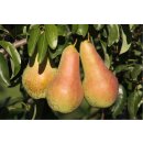 Birnbaum Venus®