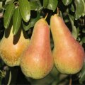 Birnbaum Venus®