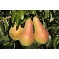 Birnbaum Venus®