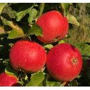 Apfelbaum Granada (Säulenapfel)