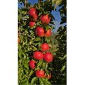 Apfelbaum Granada (Säulenapfel)