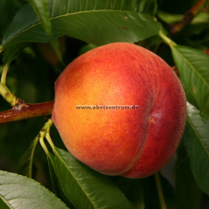 Pfirsichbaum &amp;#39;Dixired&amp;#39; - frühe Pfirsichsorte / BayOZ