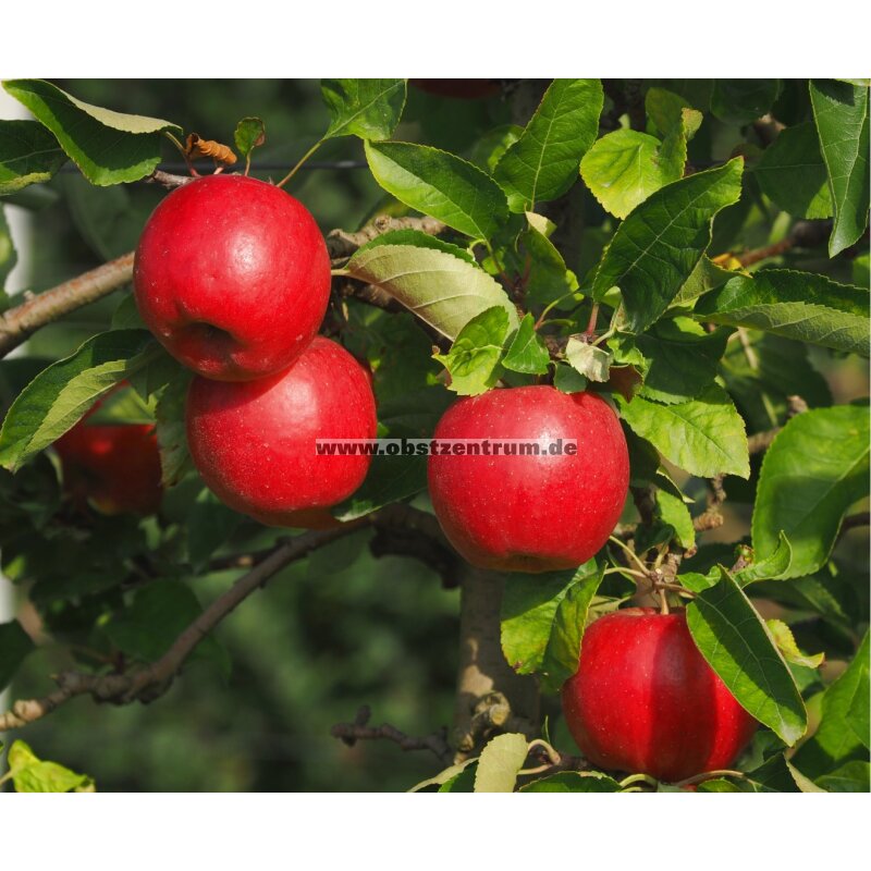 Apfelbaum Kaufen 3 Meter
