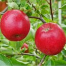 Apfelbaum Prinzregent Luitpold (Apfel für Allergiker)