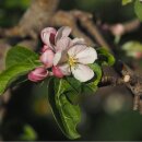 Apfelbaum Prinzregent Luitpold (Apfel für Allergiker)