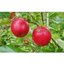 Apfelbaum Prinzregent Luitpold (Apfel für Allergiker)