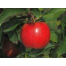 Apfelbaum Prinzregent Luitpold (Apfel für Allergiker)