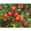 Apfelbaum Prinzregent Luitpold (Apfel für Allergiker)