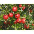 Apfelbaum Prinzregent Luitpold (Apfel für Allergiker)
