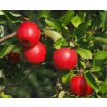 Apfelbaum Prinzregent Luitpold (Apfel für Allergiker)