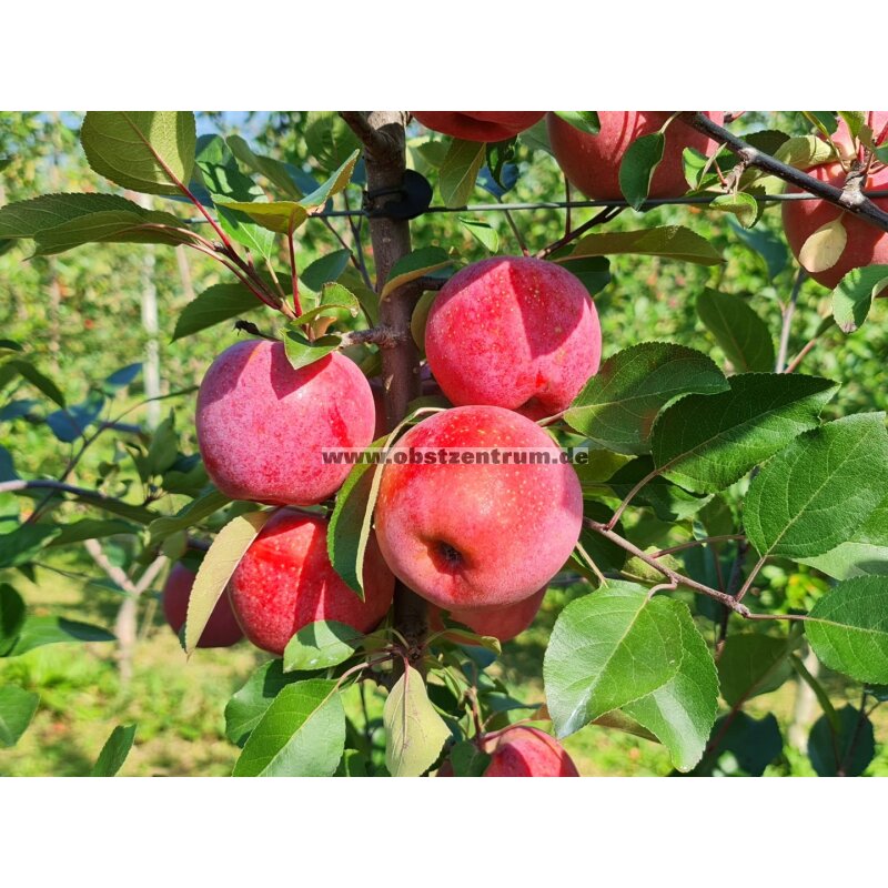 Apfelbaum Kaufen 3 Meter