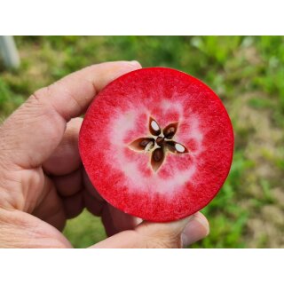 Apfelbaum Feuerwehrapfel