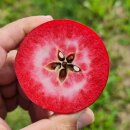 Apfelbaum Feuerwehrapfel