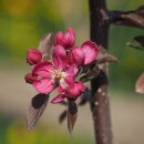 Apfelbaum Feuerwehrapfel