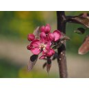 Apfelbaum Feuerwehrapfel