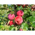 Apfelbaum Feuerwehrapfel